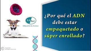 ✅ ¿Por qué el ADN debe estar empaquetado o súper enrollado 🧬🔍🤓 [upl. by Nylahs]