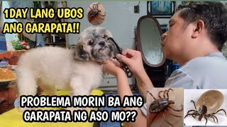 Pinaka Mabisang Pamatay Ng Garapata Ng ASOTICK AND FLEA TREATMENT [upl. by Ahsocin]