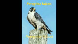 Peregrine falcon [upl. by Dow]