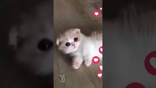 💕Precioso y lindo gato munchkin de patas cortas  vídeo de gatitos🐱 shorts gatos gato manchitas [upl. by Demb]