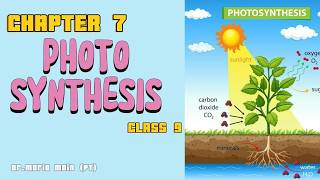 Biology Chapter 7 Bioenergetics  Class 9 Photosynthesis Sindh board teaching  Part 2 [upl. by Atinnek832]