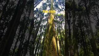 Pine tressdarjeelingoffbeat ytshorts adventure tourmiriktour [upl. by Sophy31]