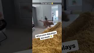 Funny dogs 🤣🤣🤣 Watch till end 🤣🤣🤣 [upl. by Yelyr335]