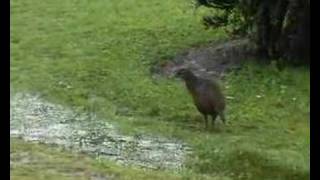 Weka Video [upl. by Ultima450]