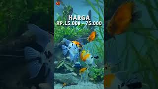 5 Jenis Manfish Cantik Beserta Harganya Part 2 youtubeshorts trending fish ikanhias mafish koi [upl. by Sanferd]