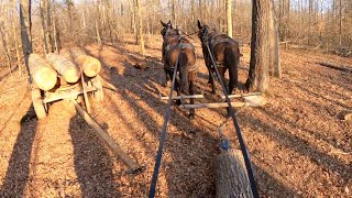 Skidding and cross hauling logs with mules [upl. by Anelyak]