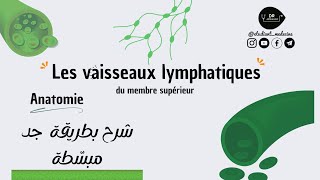 📍 Les vaisseaux lymphatiques du membre thoracique  شرح بطريقة جد مبسّطة للسنة أولى طب [upl. by Sontich]