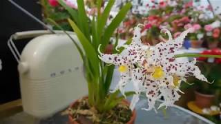 Odontoglossum naevium in flower [upl. by Eedeed]