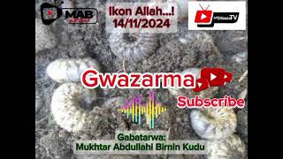 Ikon Allah 14112024 MABHausaTV rikidar Gwazarma [upl. by Margi624]