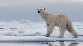 The Best Of Polar Bears  BBC Earth [upl. by Atilrep640]