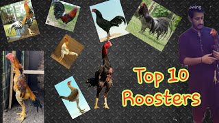 Top 10 Breeds of Gaming Roosters [upl. by Rekoob]