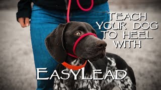 Teach My Dog to Stop Pulling Instantly  With EasyLead [upl. by Olnay]