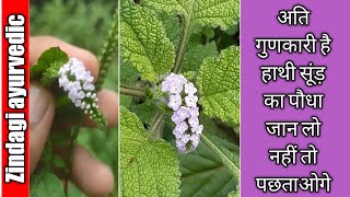 Indian heliotrope। Scorpion tail। हाथी सूंड़ का पौधा । नाग दांती। कि पहचान और आयुर्वेदिक उपयोग [upl. by Menard]