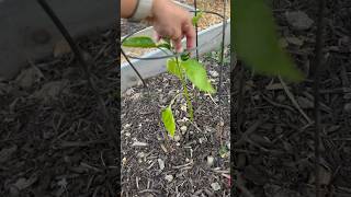 Garden Update Peppers amp Onions🫑🌶️🧅 gardening country pepper onion country garden [upl. by Nitin]