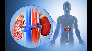 Anatomy of the Kidney 2024  Dr kamel [upl. by Medeah]