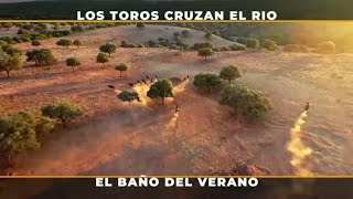 Toros de Arauz de Robles cruzando el río [upl. by Nawd]