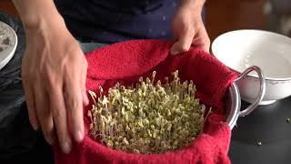 Tip Make bean sprouts using towels without watering [upl. by Eintroc]