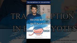 Dna transcriptionEukaryotestamilnotesprocessdiagramrna synthesisgene expressioncsir netdna [upl. by Murvyn]