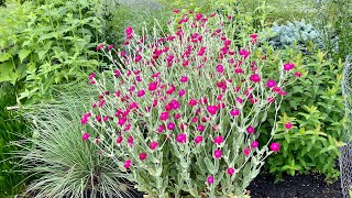 How to Collect Rose Campion Seeds  Harvesting Lychnis Coronaria [upl. by Olatha197]