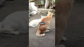 2 Crazy Orange Cats  Double the Trouble 🐾😹 shorts pets cat [upl. by Branch]