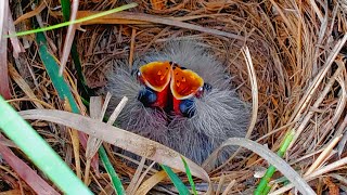 skylark bird in rain safe her three babies dont forget to see live [upl. by Daph738]