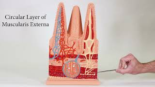 Intestinal Villi Model [upl. by Sredna79]