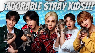 Stray Kids LOOK ABSOLUTELY ADORABLE in New KITTEN Interview [upl. by Assital685]