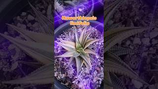 Haworthiopsis limifolia variegated plants houseplants gardening indoorplants plants haworthia [upl. by Eissalc]