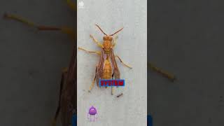 Why This Headless Wasp Can Still Sting You Unbelievable Insect Survival Secrets [upl. by Helli355]