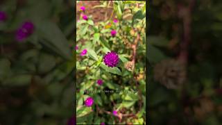 Gomphrena globosacommonly known as globe amaranth gardenflowers vadamalli flower nature shorts [upl. by Leunamnauj211]