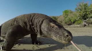 Dragón de Komodo Secretos del Reptil Más Mortal del Mundo [upl. by Aramal]