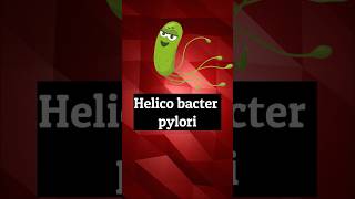 Helicobacter pylori bacteriologia viralH ology microbiology [upl. by Hau]