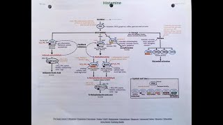 Histamine Intolerance Genetic Testing Points out Susceptibilities and a Plan [upl. by Enicul600]