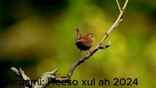 Xeeso macaan oo qaraami ah  Somali Songs  2024 [upl. by Klepac294]