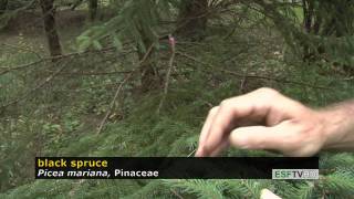 Trees with Don Leopold  black spruce [upl. by Hawker]