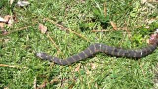 Cotton Mouth Snake  Water Moccasin [upl. by Kalie]