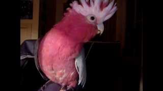 Charlie the galah talking singing and meowing [upl. by Llertnek]