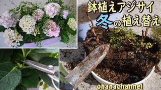 【鉢植えアジサイ】 冬の植え替え、寄せ植え花後の剪定、春の芽吹きに向けてやっておくこと Hydrangea winter replanting🌺Preparing for spring [upl. by Custer967]