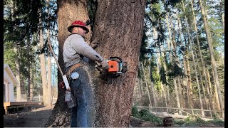 Backyard Timber Adventure with Mustache Mike and a Stihl 044 chainsaw [upl. by Nanis197]