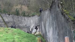 Chimps escape from Belfast Zoo [upl. by Lindsley]