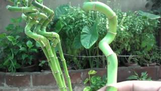 How to Grow Lucky Bamboo  Can Bamboo Grow in Water  Indoor Bamboo Care Urduhindi [upl. by Emylee917]