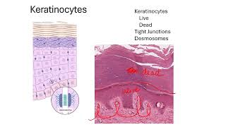 Epidermal Cells [upl. by Koerner]