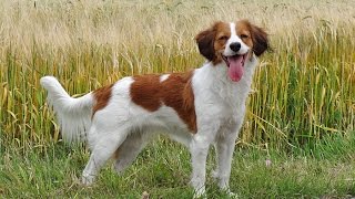 Flora the kooikerhondje [upl. by Annotahs]