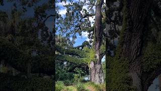 Amazing Southern Oak Covered with Ferns gardenscapes oaktree gardeninspiration youtubeshorts [upl. by Kowatch]