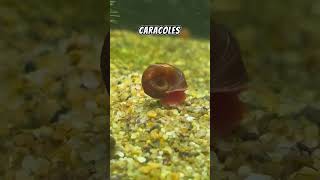 Caracol Planorbis 🐌 pezbettas aquarium pezbetta fishtank acuario pez guppyaquarium snail [upl. by Bocock20]