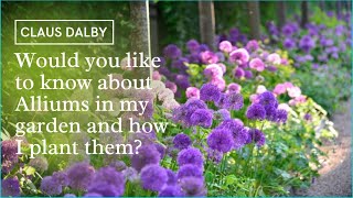 Would you like to know about Alliums in my garden and how I plant them [upl. by Quintilla]