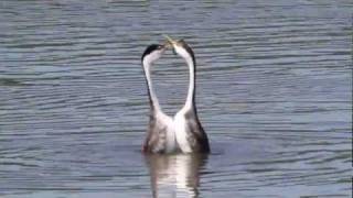 Dancing Grebes [upl. by Sayed]