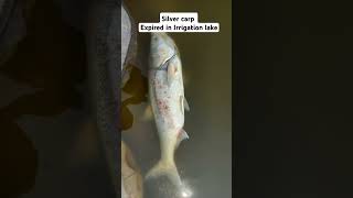 Silver carp gish died At age of 7 years foryou fishing irrigation greyseal [upl. by Irfan7]