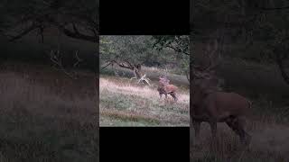 Epic Red Deer Roars During the Rut – MustSee Wild Encounter [upl. by Katine77]