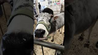 zebu cow is close by cow animal animals toronto trending viral shortsviral vlog [upl. by Ytirahc]